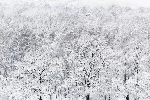 Boven Weergave Van Sneeuw Eikenhouten Grove Bossen Van Timiryazevskiy Park — Stockfoto