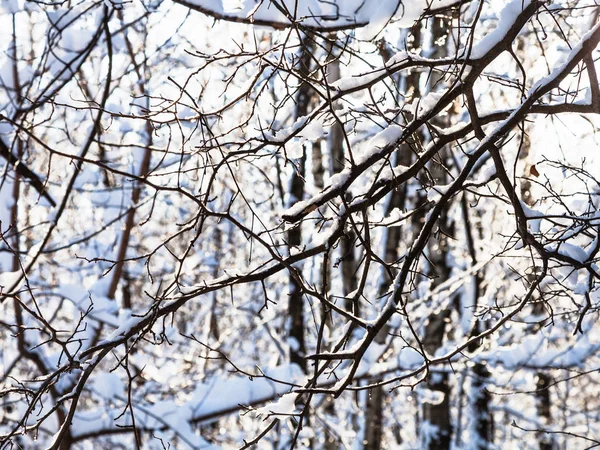 Ramos Entrelaçados Árvores Floresta Timiryazevskiy Parque Cidade Moscou Dia Inverno — Fotografia de Stock