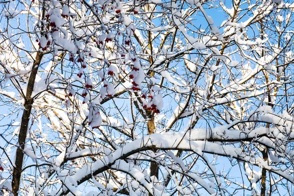 Arbre Hawtorn Couvert Neige Dans Forêt Timiryazevskiy Parc Ville Moscou — Photo