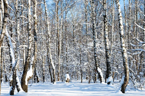 Bosque Abedules Cubierto Nieve Los Bosques Del Parque Timiryazevskiy Ciudad —  Fotos de Stock