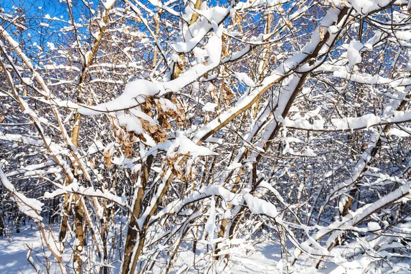 Graines Érable Séchées Sur Branche Enneigée Dans Parc Timiryazevskiy Ville — Photo