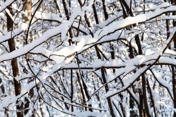 Rami Intrecciati Coperti Dalla Neve Alberi Foresta Parco Timiryazevskiy Città — Foto Stock