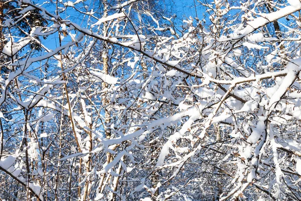 Bouleaux Branches Enneigées Érables Dans Forêt Timiryazevskiy Parc Ville Moscou — Photo