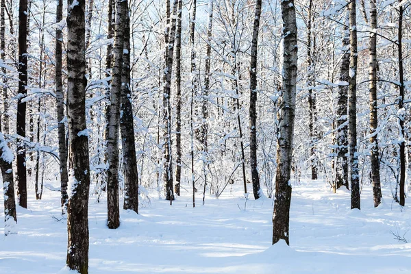 莫斯科 Timiryazevskiy 公园雪林裸树干在阳光明媚的冬日 — 图库照片