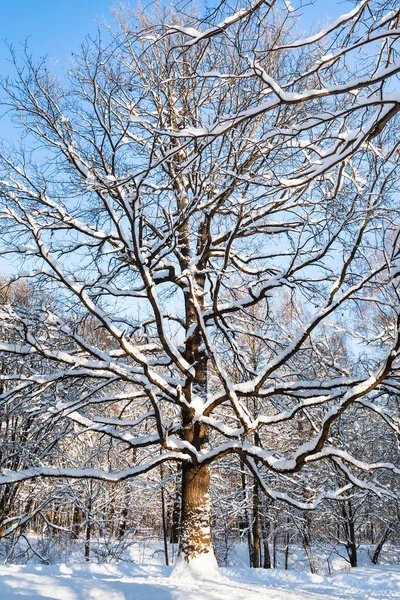 Snow Covered Oak Tree Urban Timiryazevskiy Park Moscow City Sunny — Stock Photo, Image