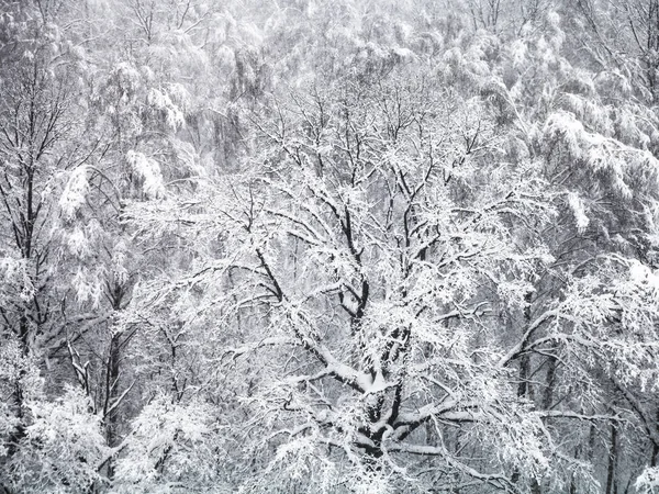 Aerial View Snow Covered Oak Tree Snowfall Woods Timiryazevskiy Park — Stock Photo, Image