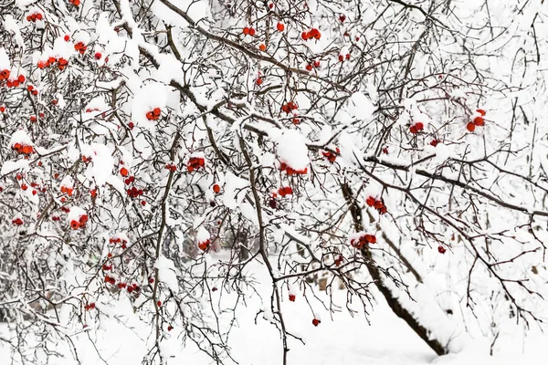 Árvore Espinheiro Congelada Floresta Timiryazevskiy Parque Cidade Moscou Dia Inverno — Fotografia de Stock