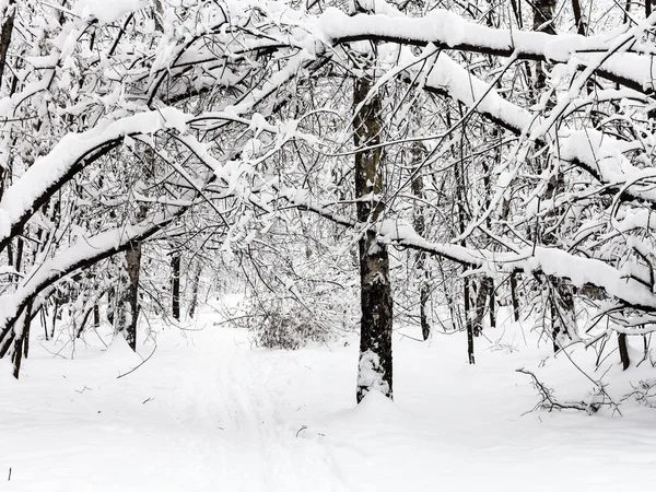 曇った冬の日のモスクワの Timiryazevskiy 雪に覆われた森林公園内のパス — ストック写真