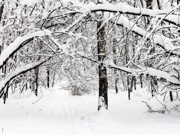 Sentier Dans Forêt Enneigée Timiryazevskiy Parc Ville Moscou Par Temps — Photo