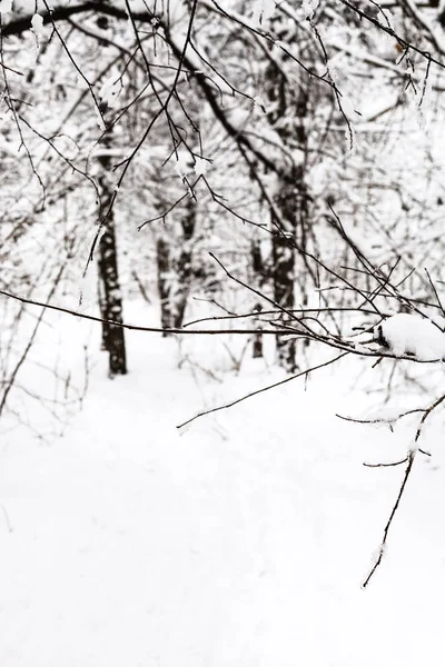 Gałązka Snowy Lasu Timiryazevskiy Park Moscow City Dzień Pochmurny Zimowy — Zdjęcie stockowe