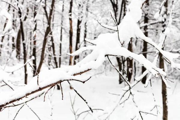 Branche Couverte Neige Gros Plan Dans Forêt Enneigée Timiryazevskiy Parc — Photo