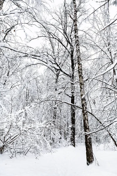 Vidoeiro Coberto Neve Outras Árvores Floresta Inverno Parque Timiryazevskiy Cidade — Fotografia de Stock