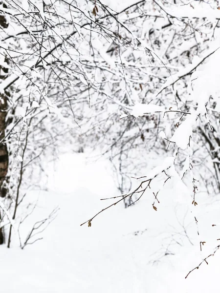 Ramita Cubierta Nieve Cerca Bosque Invierno Del Parque Timiryazevskiy Ciudad —  Fotos de Stock