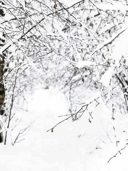 Snow Covered Twig Close Winter Forest Timiryazevskiy Park Moscow City — Stock Photo, Image