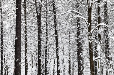 Mayo Moscow city kış orman Timiryazevskiy parkta çıplak çam ağaçları