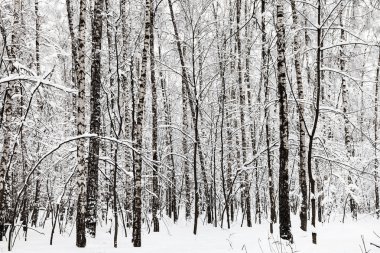 Moscow city kış Timiryazevskiy orman park huş ağacı koru