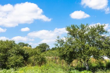 mavi gökyüzünde güneşli yaz günü Rusya'nın Kuban bölgedeki altında yeşil kırsal bahçesinde kiraz ağaçları