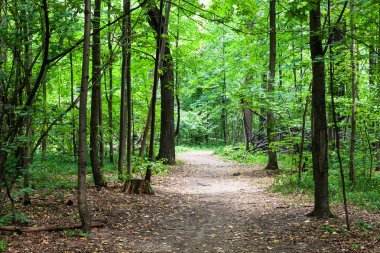 Timiryazevskiy park Moskova Ağustos'yeşil orman patika
