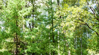 Doğal arka plan - Timiryazevskiy park Moskova gün güneşli yaz yeşil orman içinde yemyeşil bitki örtüsü