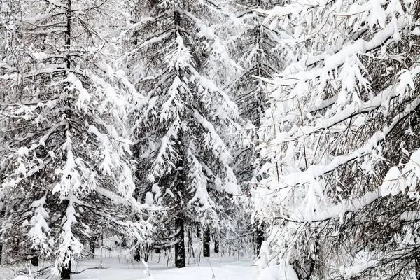 Snowy Дерев Ялиці Модрина Зимовий Ліс Timiryazevskiy Парк Місті Москва — стокове фото