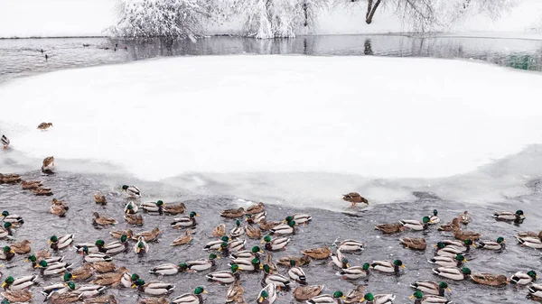 Ducks Drakes Swimming Pond Urban Timiryazevskiy Park Moscow City Winter — Stock Photo, Image