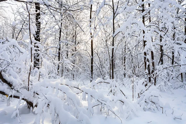 莫斯科 Timiryazevskiy 森林公园雪覆盖的树木在阳光明媚的冬日清晨 — 图库照片