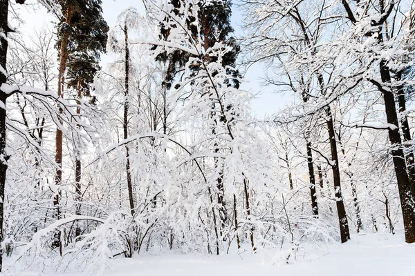 Pinheiros Carvalhos Timiryazevskiy Parque Florestal Cidade Moscou Manhã Ensolarada Inverno — Fotografia de Stock