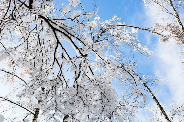 Bottom View Snow Covered Trees Timiryazevskiy Forest Park Moscow City — Stock Photo, Image