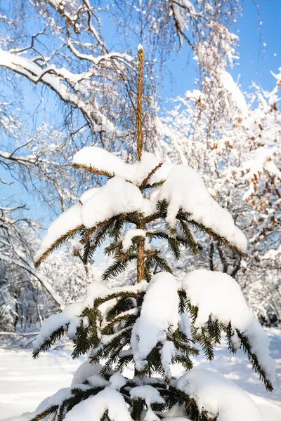 Sapin Recouvert Neige Dans Parc Urbain Enneigé Ville Moscou Dans — Photo