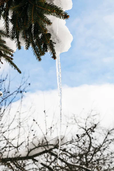 Carámbano Nieve Que Derrite Rama Nevada Del Abeto Día Soleado —  Fotos de Stock