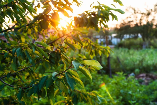 Kersenboom Twijgen Verlicht Door Zonsondergang Zon Tuin Zomeravond Kuban Regio — Stockfoto