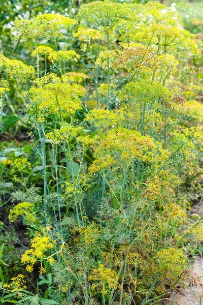 Wet Dill Plants Garden Rain Summer Evening Kuban Region Russia — Stock Photo, Image