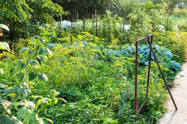 Potager Rural Après Pluie Été Soir Dans Région Kuban Russie — Photo