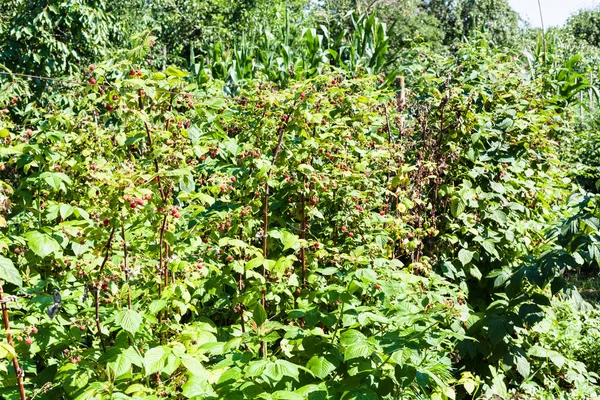 Hallon Bush Trädgård Staket Byn Solig Sommardag Kuban Regionen Ryssland — Stockfoto