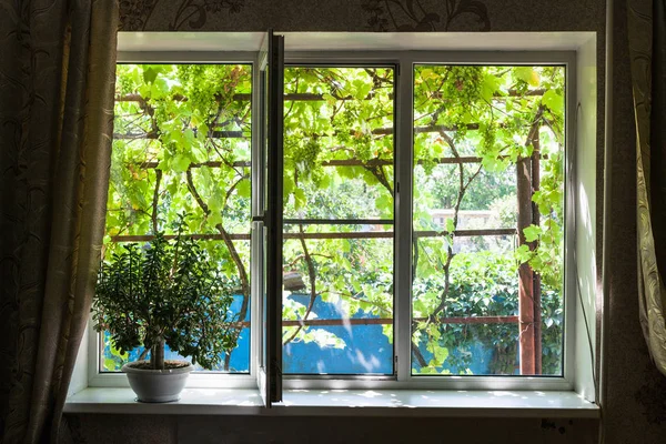 Ventana Casa Campo Con Planta Interior Soleado Día Verano Región —  Fotos de Stock