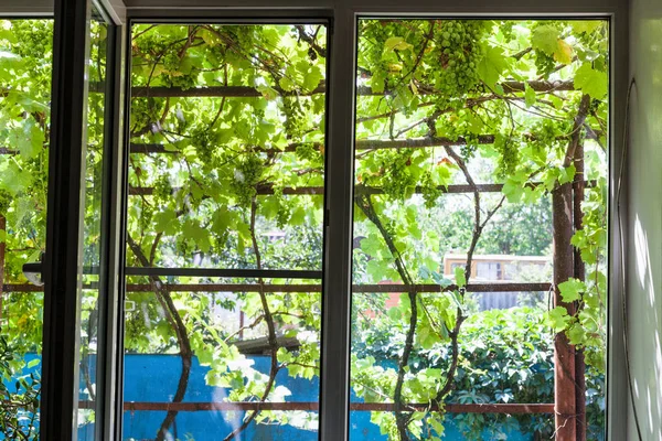 Vue Sur Vignoble Ombragé Sur Cour Par Fenêtre Maison Dans — Photo