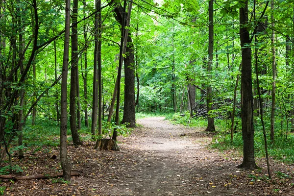 Sentiero Nella Foresta Verde Nel Parco Timiryazevskiy Mosca Agosto — Foto Stock