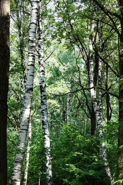 Betulle Foresta Densa Verde Parco Timiryazevskiy Mosca Durante Giorno Estivo — Foto Stock