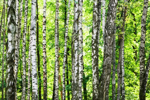 阳光明媚的夏日莫斯科 Timiryazevskiy 公园绿色森林中的白桦林 — 图库照片