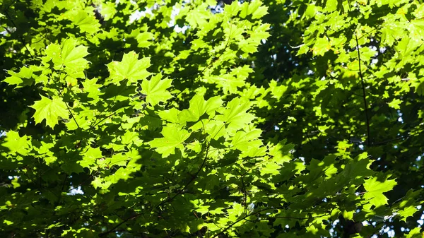 日当たりの良い夏の日にモスクワの Timiryazevskiy 森林公園に太陽に照らされたもみじの木の緑豊かな緑の葉 — ストック写真
