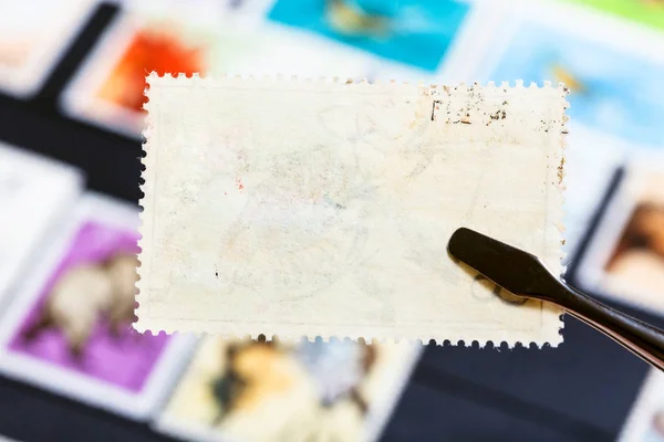 Philatelie Konzept Zange Hält Briefmarke Mit Schlechtem Kleber Rückseite Über — Stockfoto