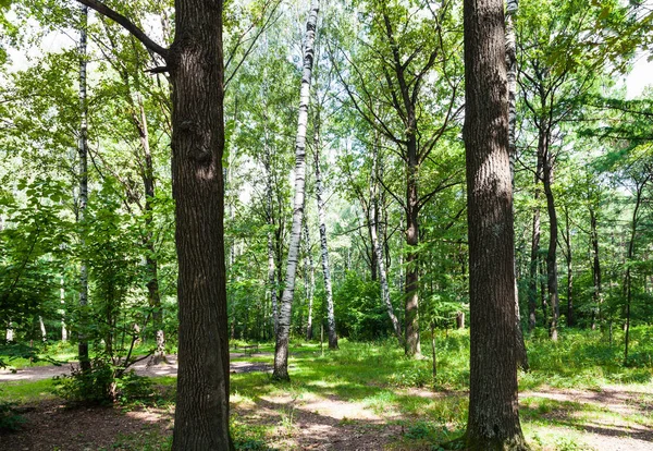 Dub Bříza Stromy Zelené Timiryazevskiy Parku Moskvě Srpnu — Stock fotografie