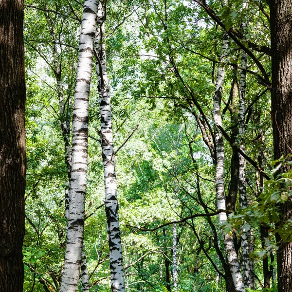 Betulle Querce Folta Foresta Verde Nel Parco Timiryazevskiy Mosca Nella — Foto Stock