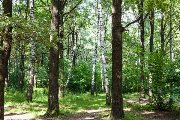 Quercia Betulla Foresta Verde Nel Parco Timiryazevskiy Mosca Agosto — Foto Stock