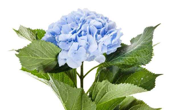 Fleur Hortensia Bleue Fraîche Isolée Sur Fond Blanc — Photo