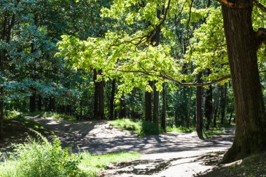 Güneşli yaz gününde güneş Timiryazevskiy orman park Moskova tarafından aydınlatılan meşe ağacının dalını