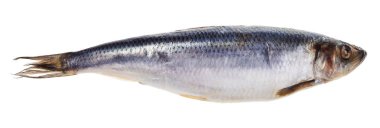 beyaz zemin üzerinde izole tuzlanmış ringa balığı balık