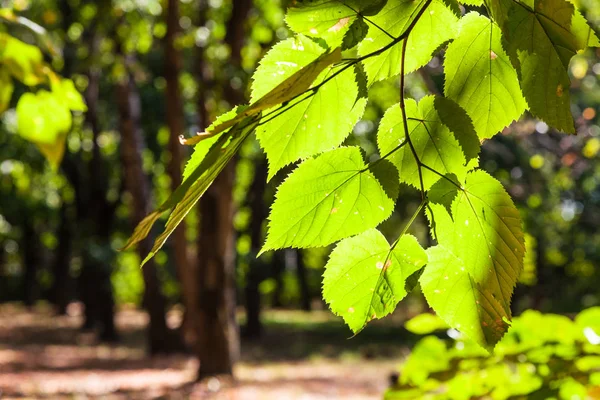 Daun Pohon Linden Dekat Diterangi Oleh Matahari Taman Kota Hari — Stok Foto