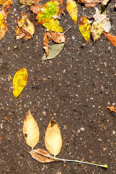 Top View Fallen Leaves Puddle Asphalt Road Sunny Autumn Day — Stock Photo, Image