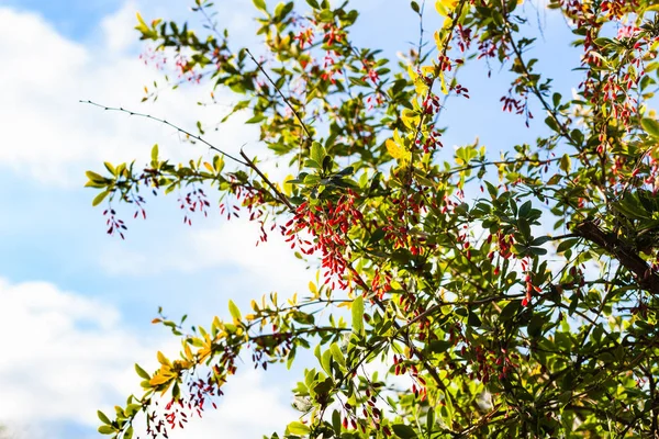 Ramoscelli Arbusto Crespino Con Frutti Maturi Autunno Sera — Foto Stock